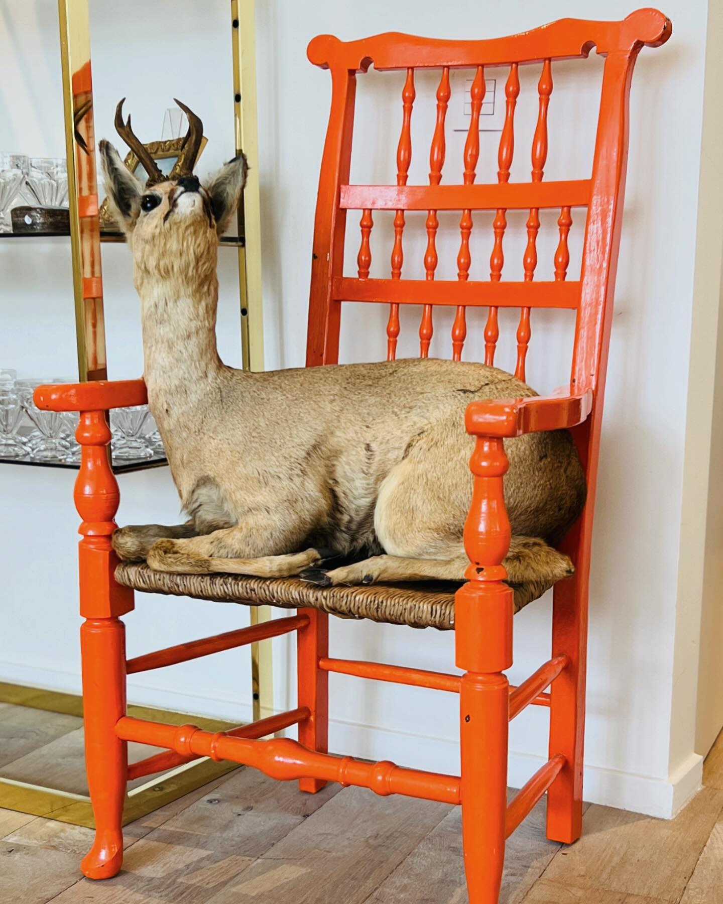 Vintage roe deer in summer plumage 🧡

#eclecticdecor #eclecticinteriors #homedecor
#interiorstyling  #taxidermie #taxidermy